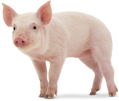 Imagen de cerdito