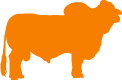 Vaquilla blanca